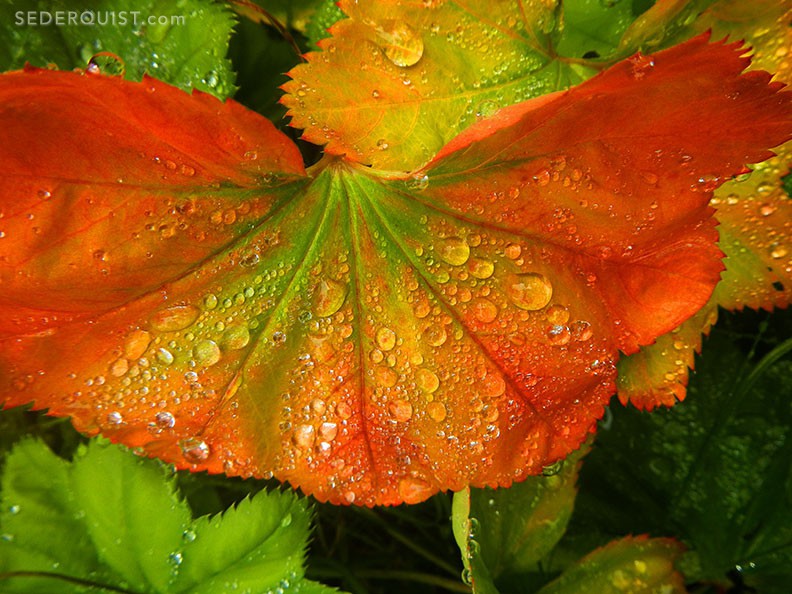 Raindrops on leaves, Wrangell, Alaska