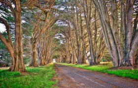 Point Reyes Trees